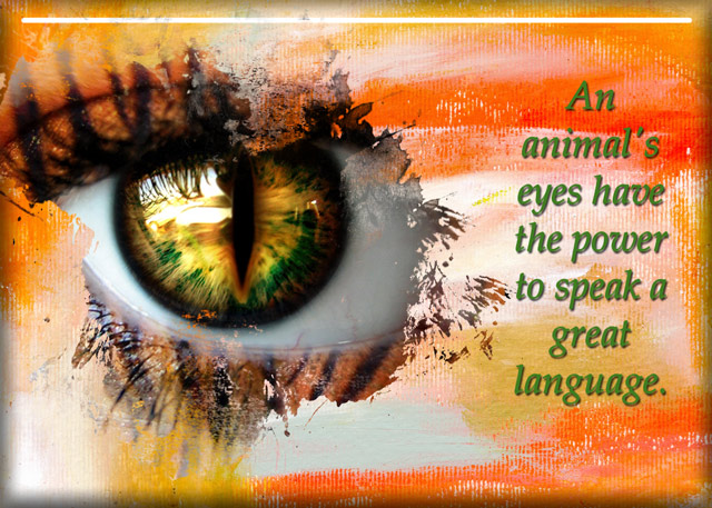Eye-of-the-Tiger