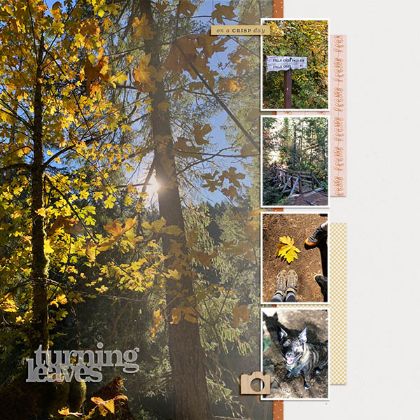 Fall In The Forest