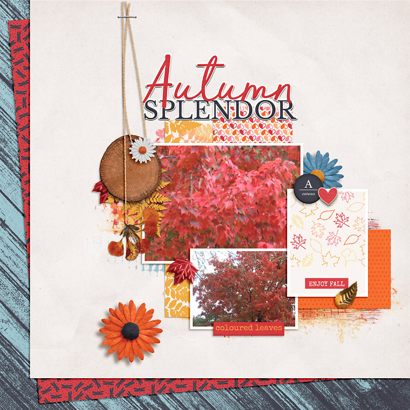 Fall Maple Leaves