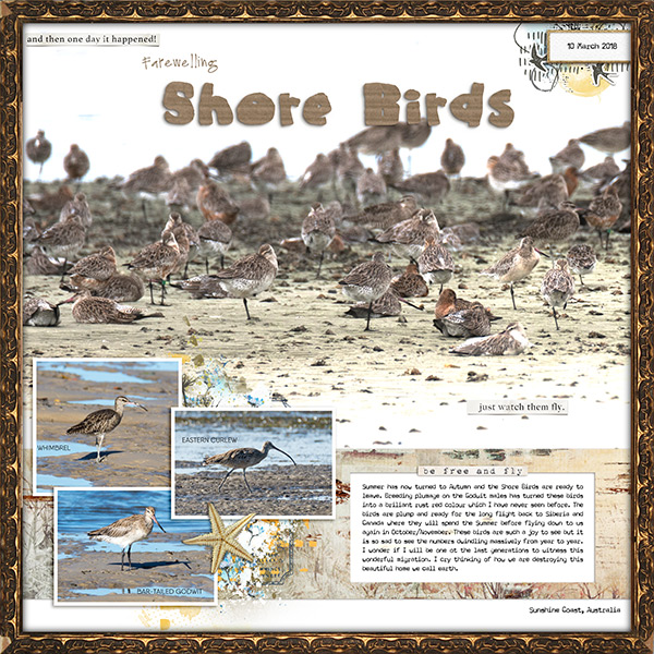 Farewelling Shorebirds