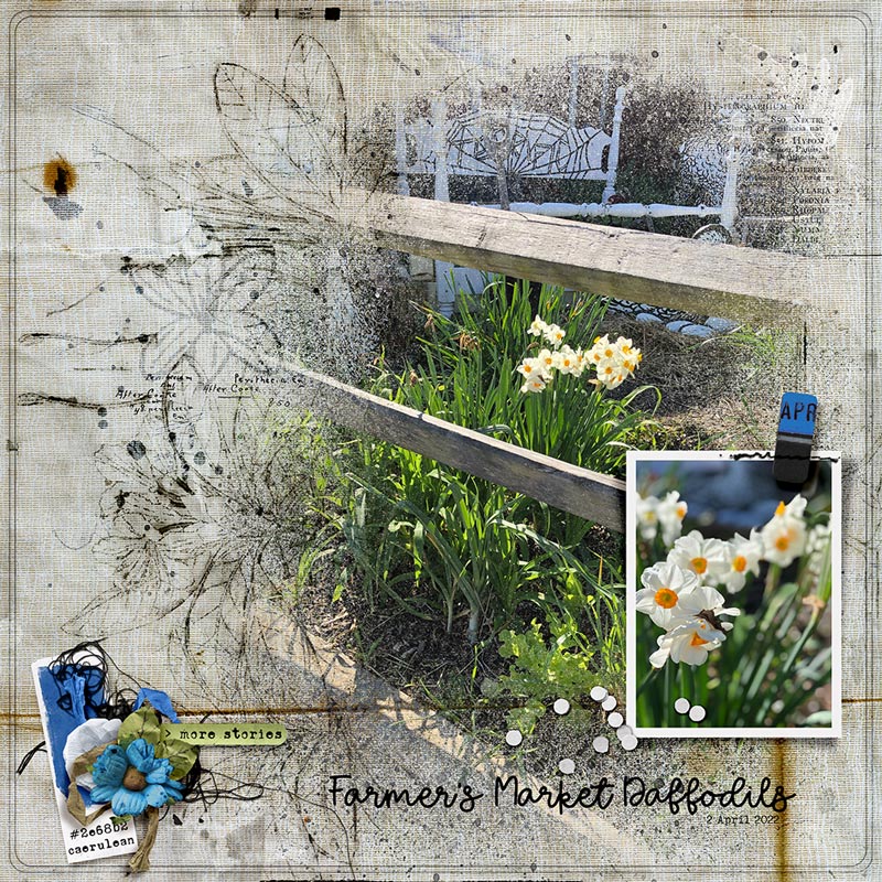 Farmer's Market Daffodils