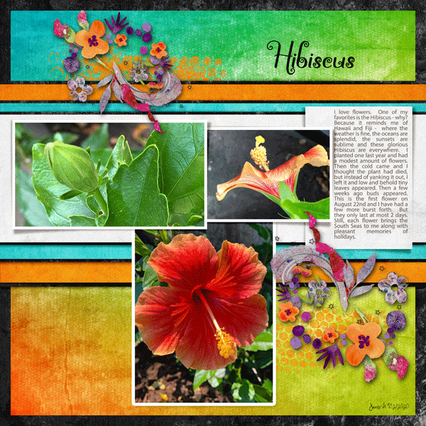 Fdd_hibiscus