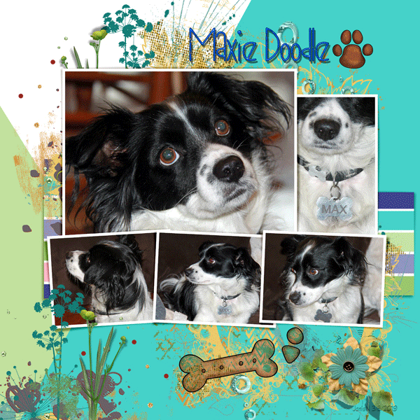 Fdd_Maxie-Doodle