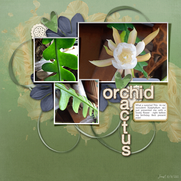 Fdd_orchidcactus