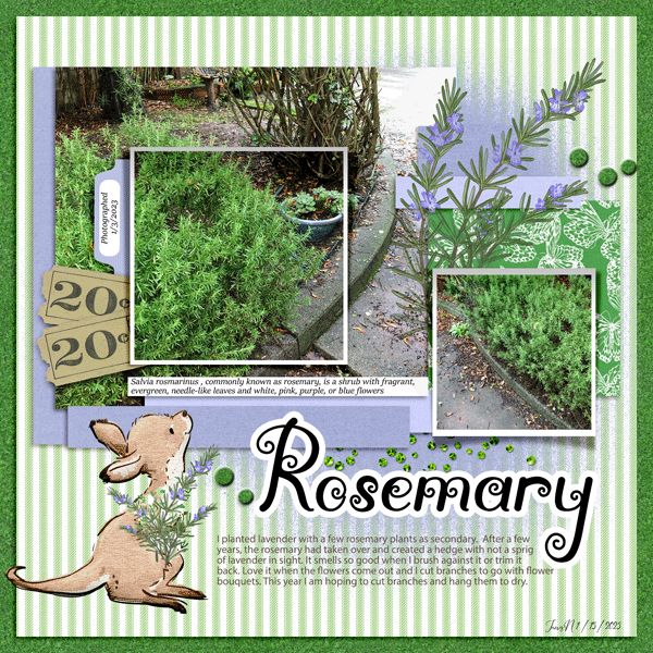 Fdd_Rosemary