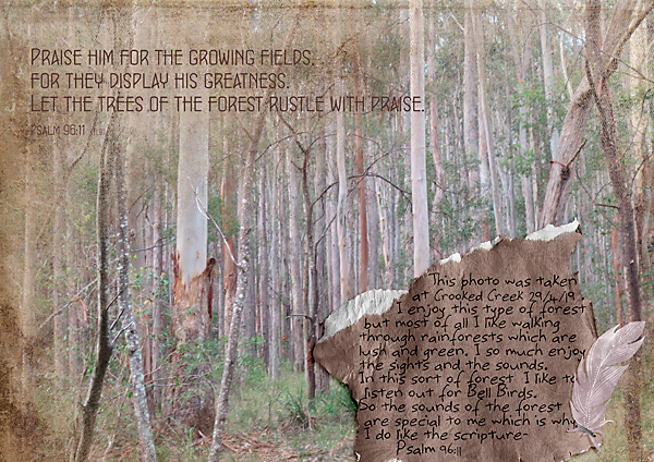 Feb Monthly Muse 2  - Forests