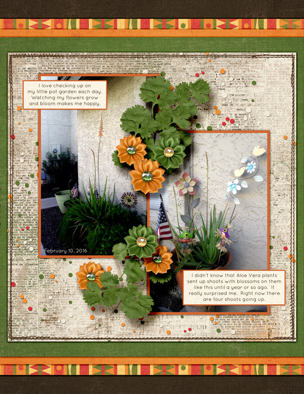 FEBRUARY PHOTOGRAPHY CHALLENGE - MY GARDEN