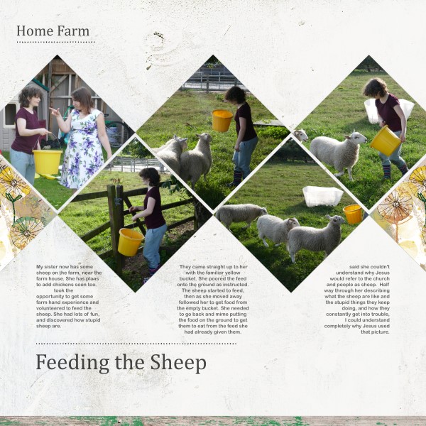 Feeding the Sheep