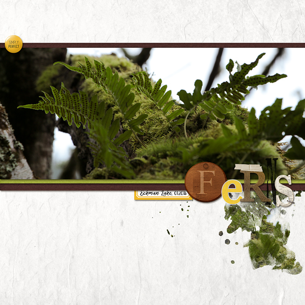 Ferns (MOC6.29)