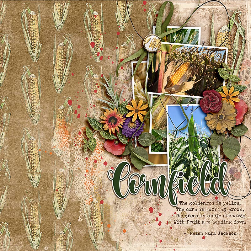 FF_july28_AWA_NBK_Cornfield