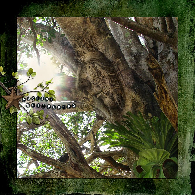 FIG TREE - ANCIENT WHISPERING