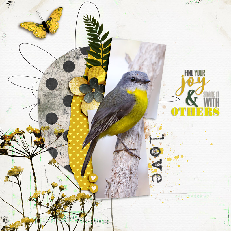 Finding Joy _ Yellow Robin