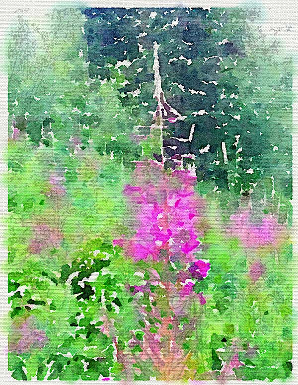 Fireweed (MOC Day 3)