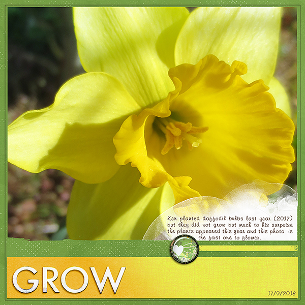 First Daffodil