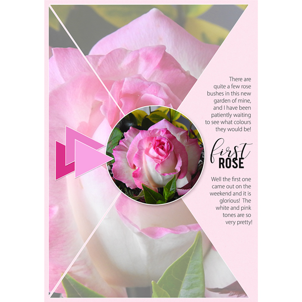 FIRST ROSE