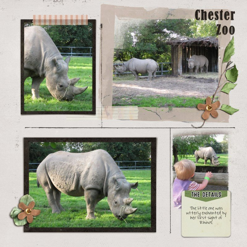 First Sight of Rhinos