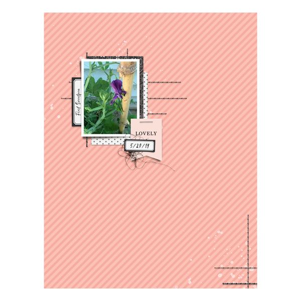 First_Sweetpea