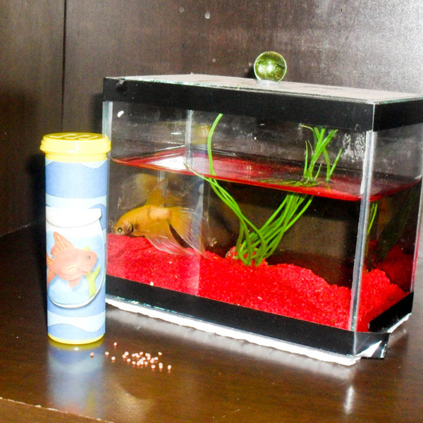 fish food