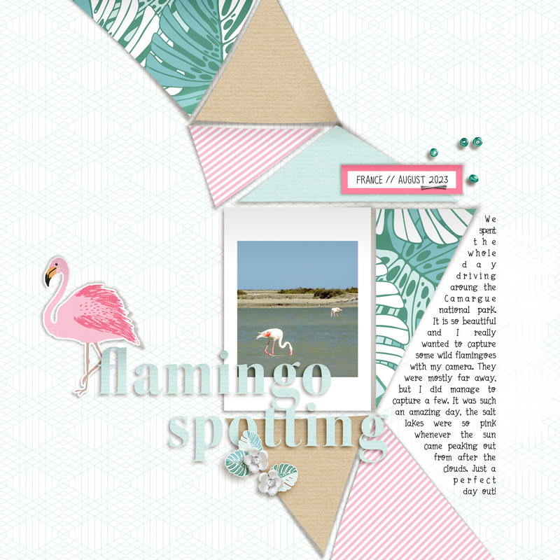 Flamingo Spotting