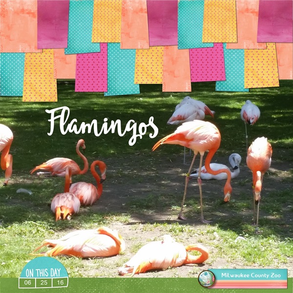 Flamingos