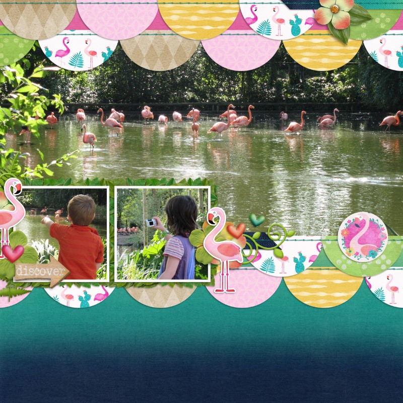 Flamingos