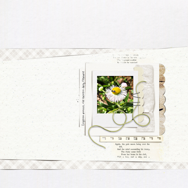 Fleabane_Daisy