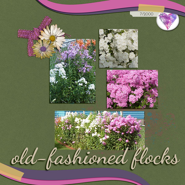 Flocks - phlox