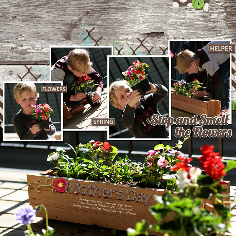 Flower Boxes 2007