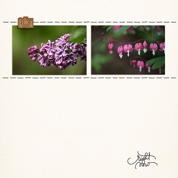 Flowers In The Yard