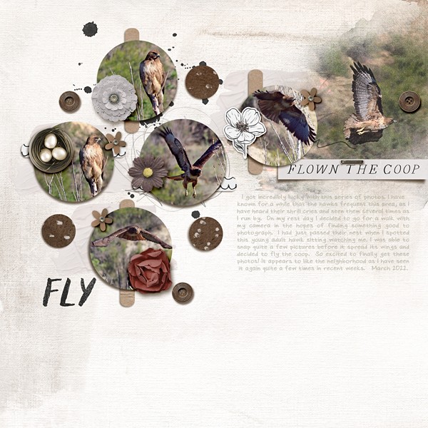 Fly
