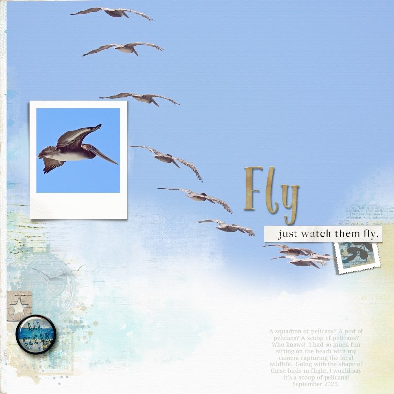 Fly
