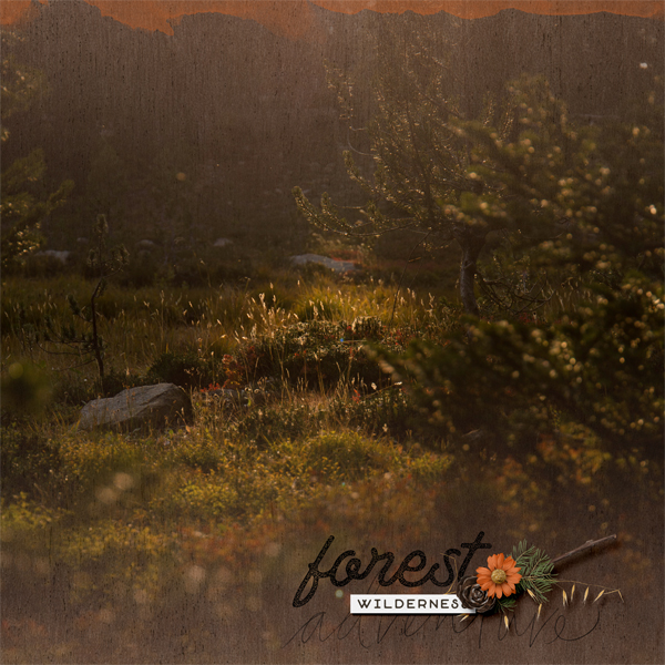 Forest Adventure