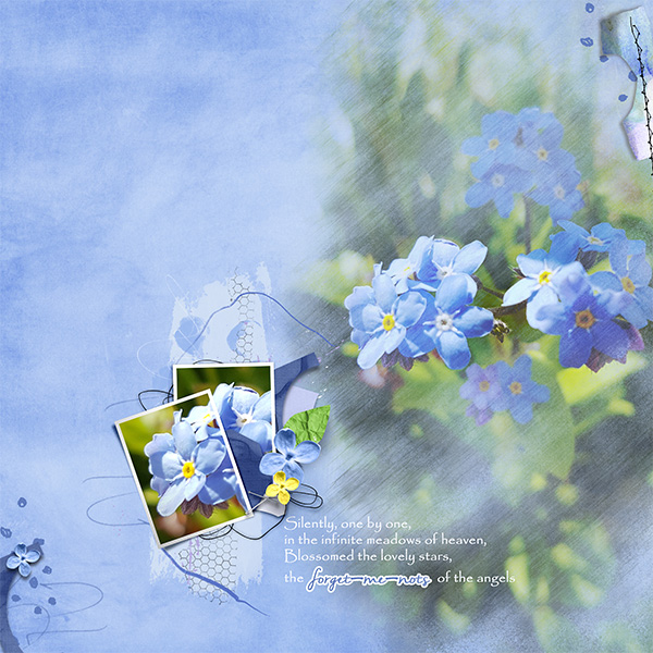 Forget-me-not