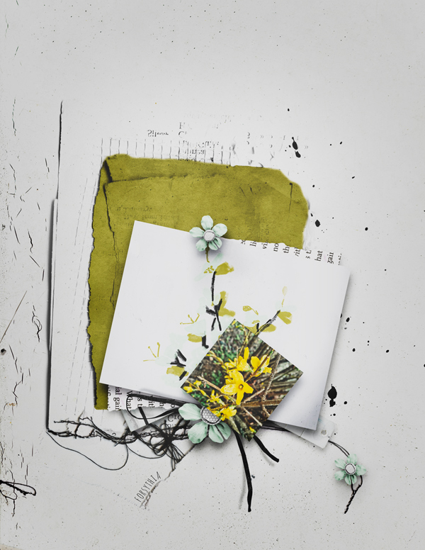Forsythia