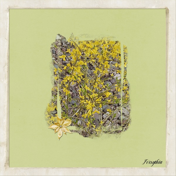 Forsythia