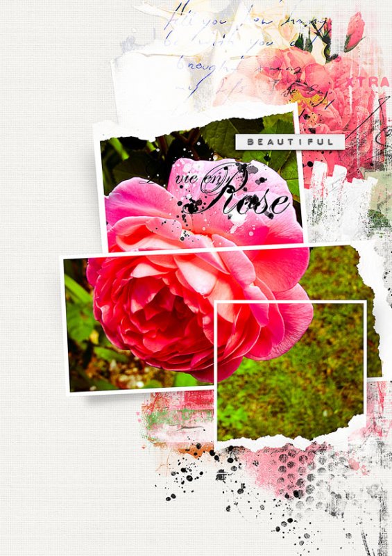 FOXGLOVE GARDENS-BEAUTIFUL ROSE