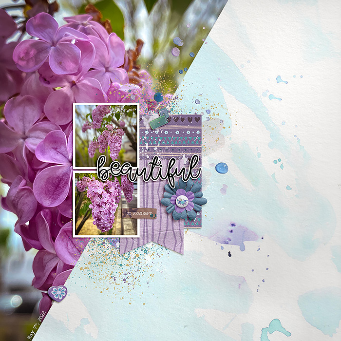 Fragrant Lilac