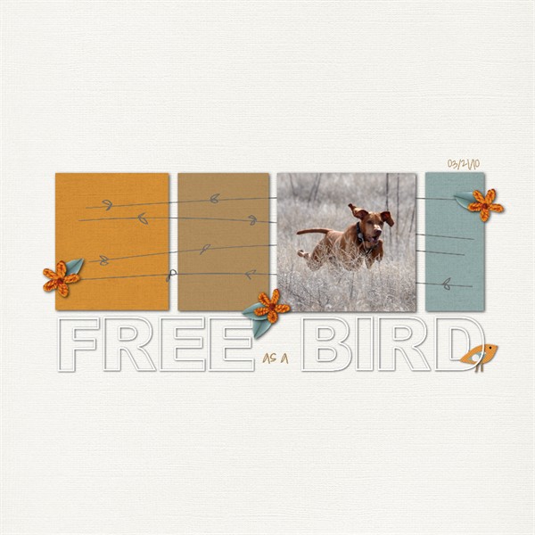 free bird