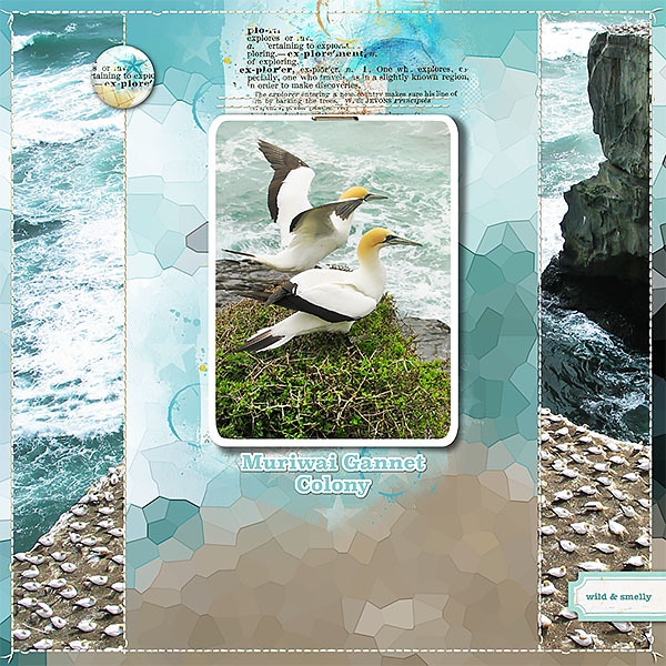 Gannet colony (MOC day 22: Mosaic)