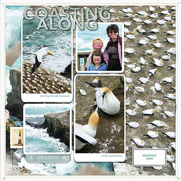 Gannets