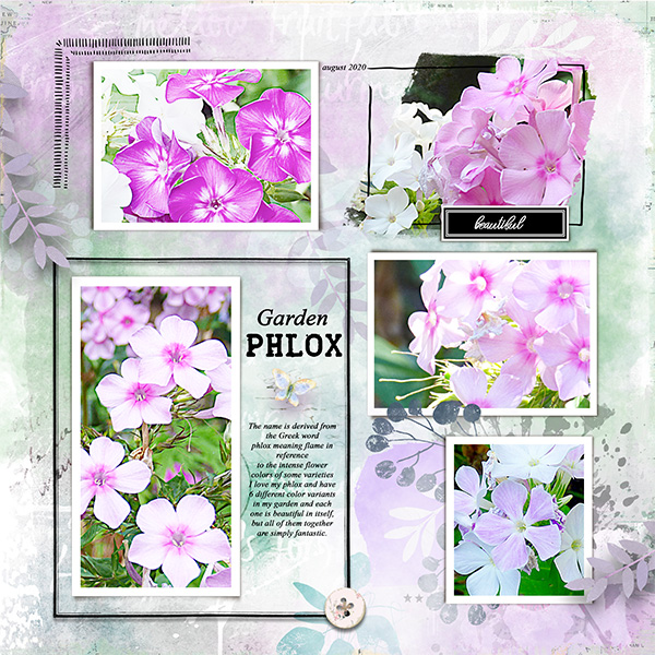 Garden-Phlox