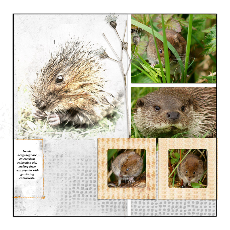 Gentle Hedgehogs