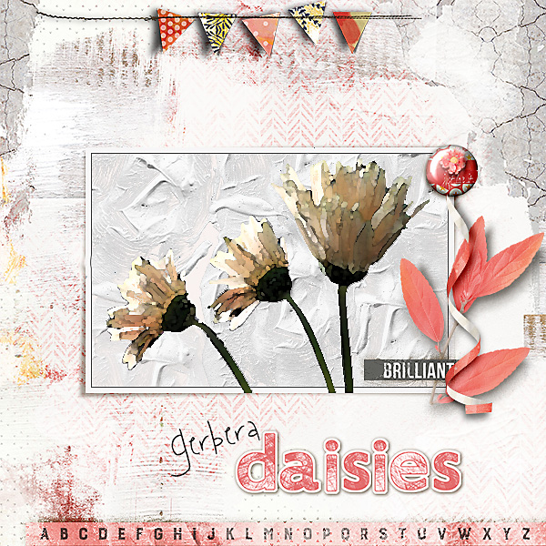 Gerbera Daisies