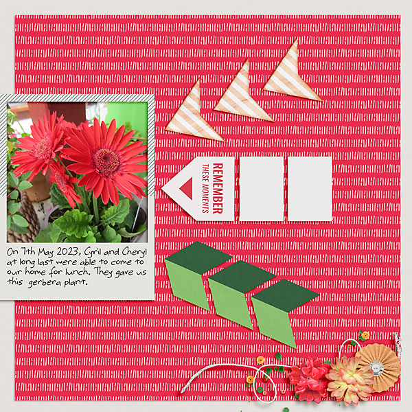 Gerbera Plant