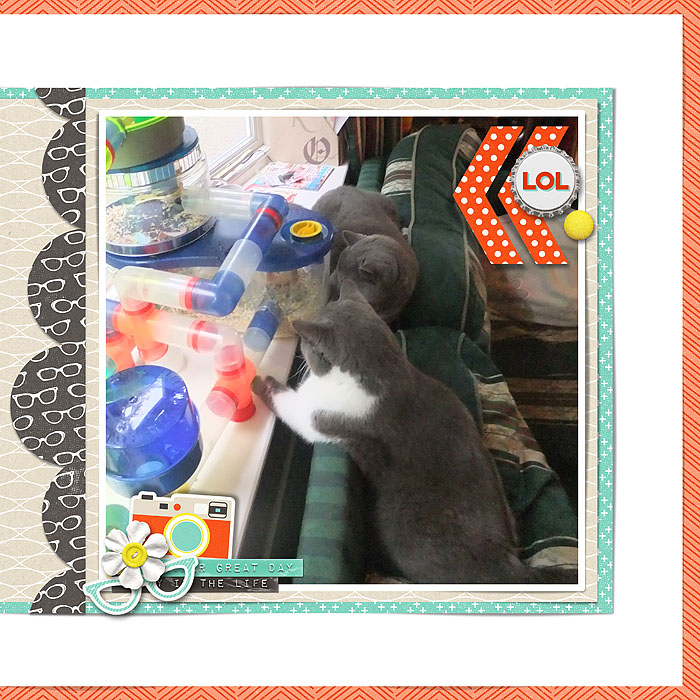 GERBIL WATCHING Rightw