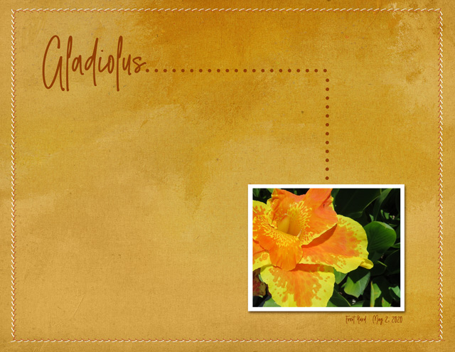 Gladiolus