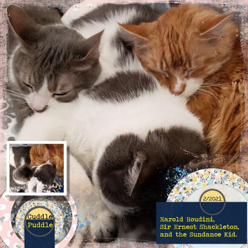 Gmiller-template-marchchallenge Cuddle Puddle