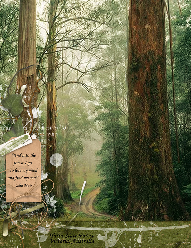 Go To The Forest