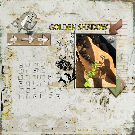 Golden Shadow 8x8 72.jpg