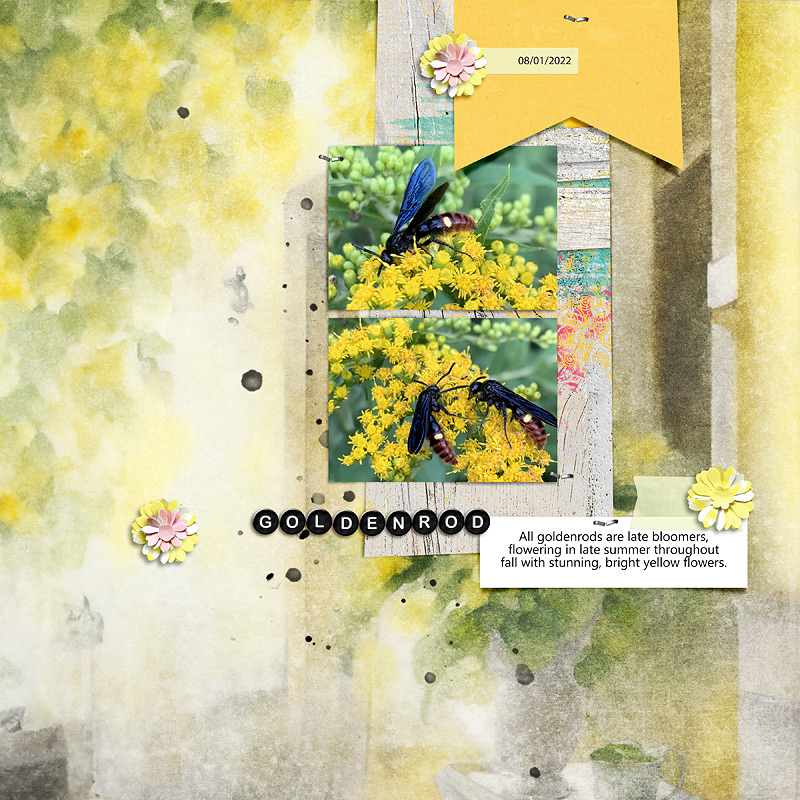 Goldenrod / SwL MIS